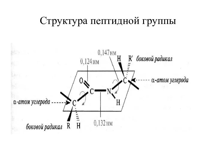 Структура пептидной группы