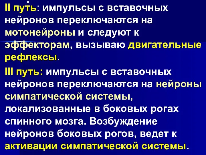 . II путь: импульсы с вставочных нейронов переключаются на мотонейроны