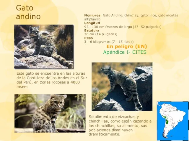 Gato andino Nombres: Gato Andino, chinchay, gato lince, gato montés