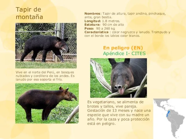 Tapir de montaña Nombres: Tapir de altura, tapir andino, pinchaque,