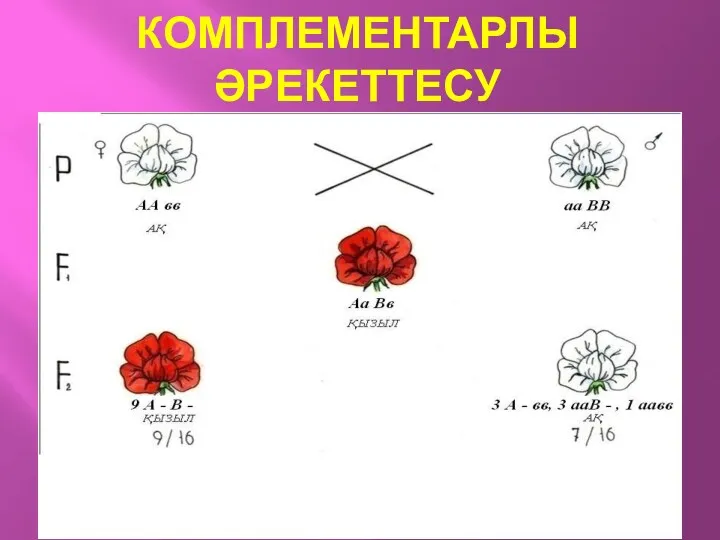 КОМПЛЕМЕНТАРЛЫ ӘРЕКЕТТЕСУ