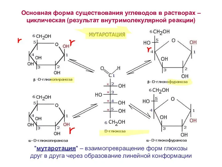 Основная форма существования углеводов в растворах – циклическая (результат внутримолекулярной реакции) "мутаротация" –