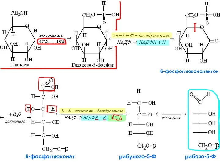 6-фосфоглюконолактон 6-фосфоглюконат рибулозо-5-Ф рибозо-5-Ф