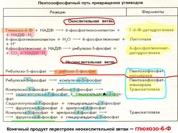 ПЕНТОЗОФОСФАТНЫЙ ПУТЬ Конечный продукт перестроек неокислительной ветви – глюкозо-6-Ф