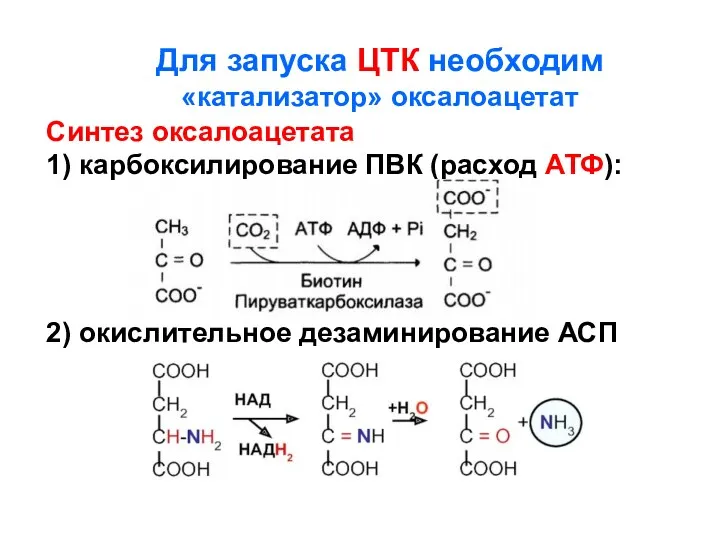 Для запуска ЦТК необходим «катализатор» оксалоацетат Синтез оксалоацетата 1) карбоксилирование
