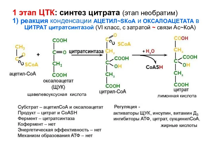 1 этап ЦТК: синтез цитрата (этап необратим) 1) реакция конденсации АЦЕТИЛ~SКоА и ОКСАЛОАЦЕТАТА