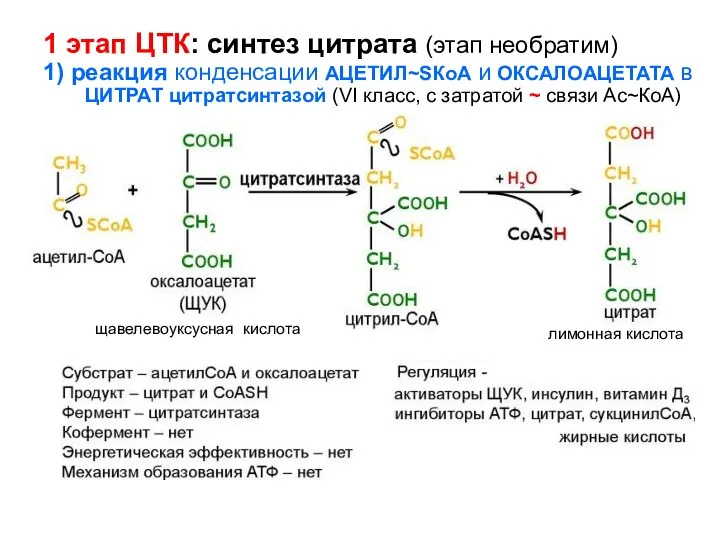 1 этап ЦТК: синтез цитрата (этап необратим) 1) реакция конденсации