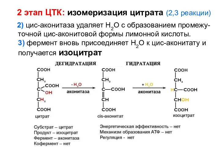 2 этап ЦТК: изомеризация цитрата (2,3 реакции) 2) цис-аконитаза удаляет