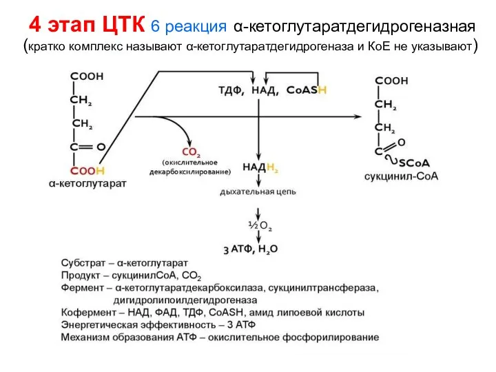 4 этап ЦТК 6 реакция α-кетоглутаратдегидрогеназная (кратко комплекс называют α-кетоглутаратдегидрогеназа и КоЕ не указывают)