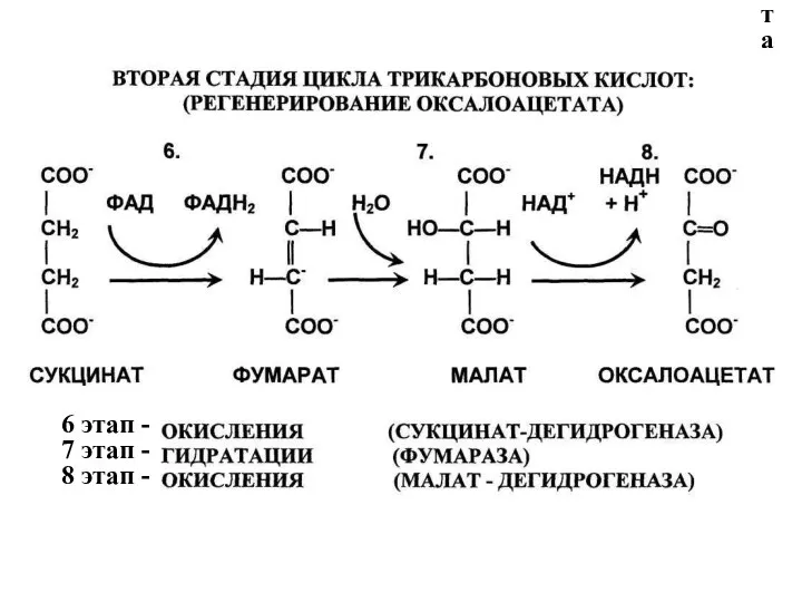 6 этап - 7 этап - 8 этап - 6 этап - 7