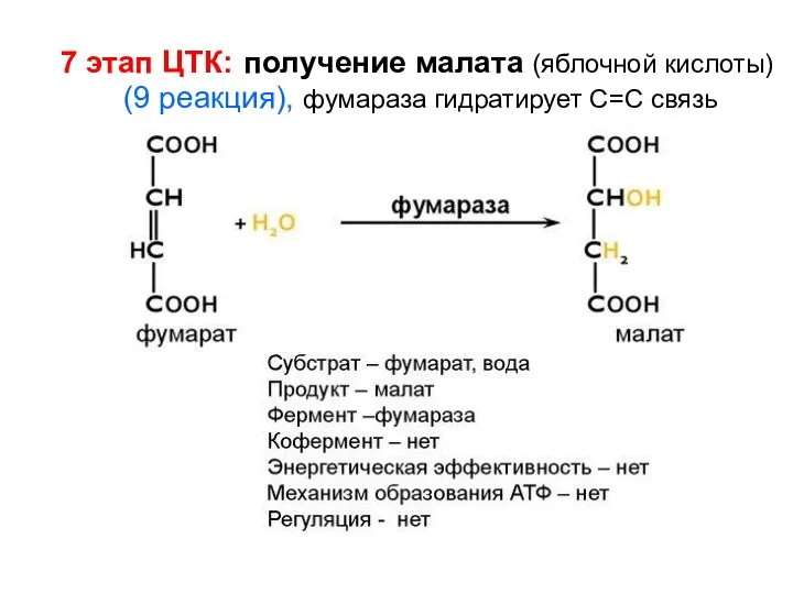 7 этап ЦТК: получение малата (яблочной кислоты) (9 реакция), фумараза гидратирует С=С связь