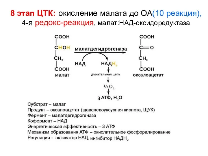 8 этап ЦТК: окисление малата до ОА(10 реакция), 4-я редокс-реакция, малат:НAД-оксидоредуктаза