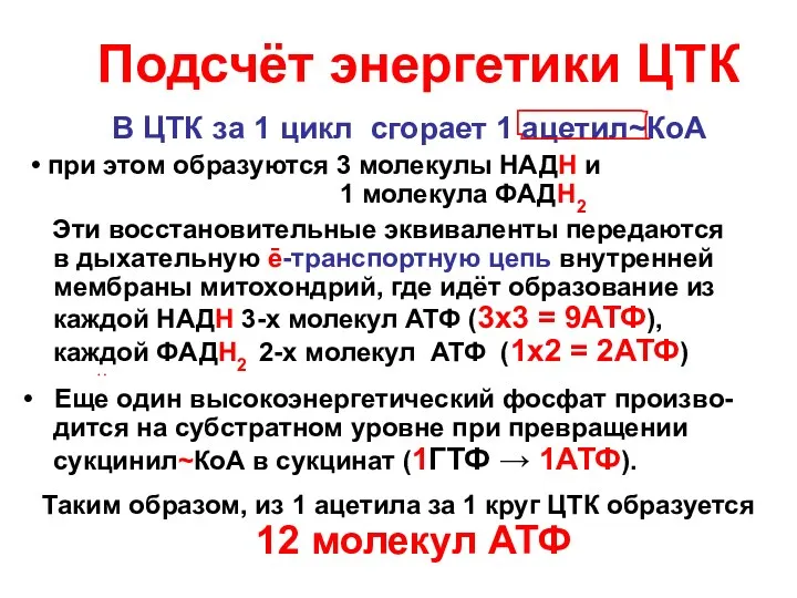 Подсчёт энергетики ЦТК В ЦТК за 1 цикл сгорает 1 ацетил~КоА • при