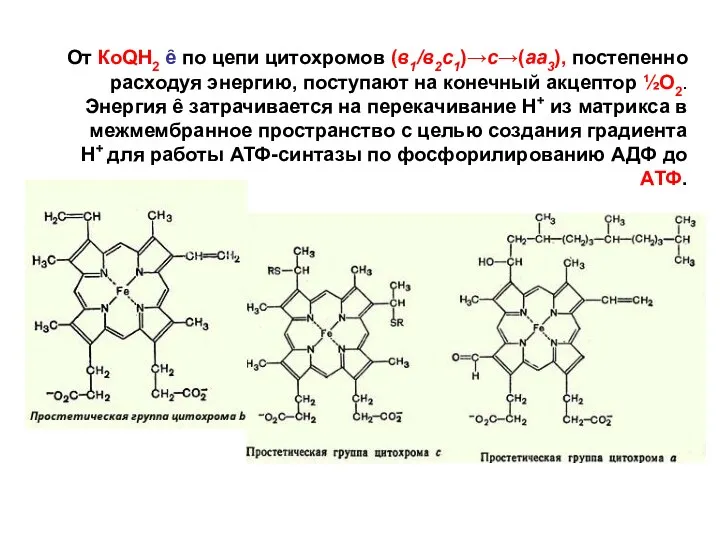 От КоQН2 ȇ по цепи цитохромов (в1/в2с1)→с→(аа3), постепенно расходуя энергию, поступают на конечный