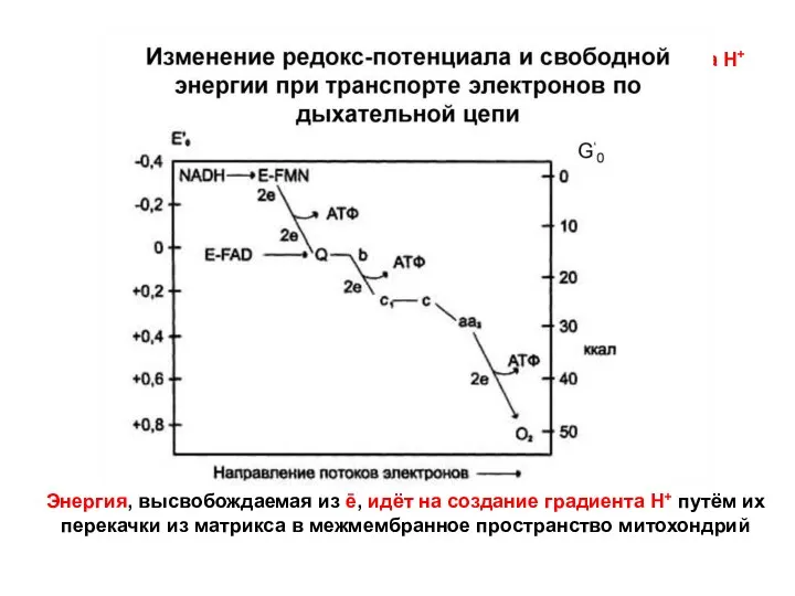 Энергия, высвобождаемая из ē, идёт на создание градиента Н+ путём их перекачки из