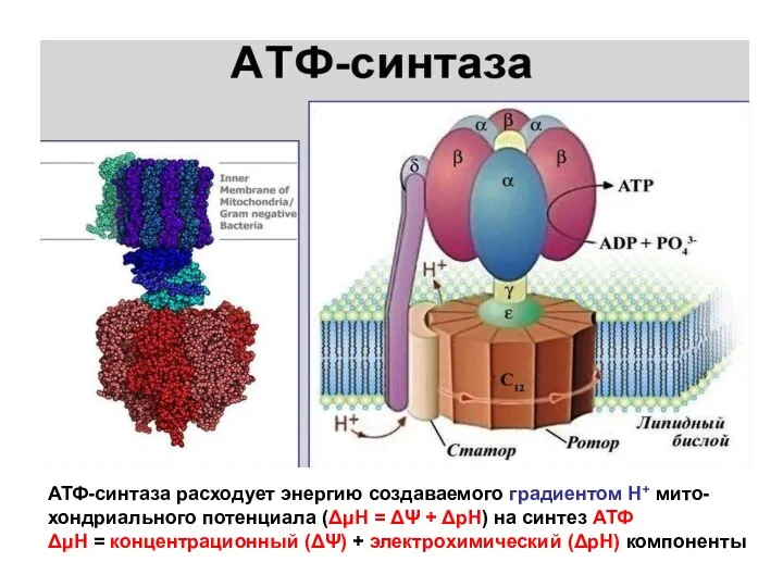 АТФ-синтаза расходует энергию создаваемого градиентом Н+ мито- хондриального потенциала (ΔμΗ