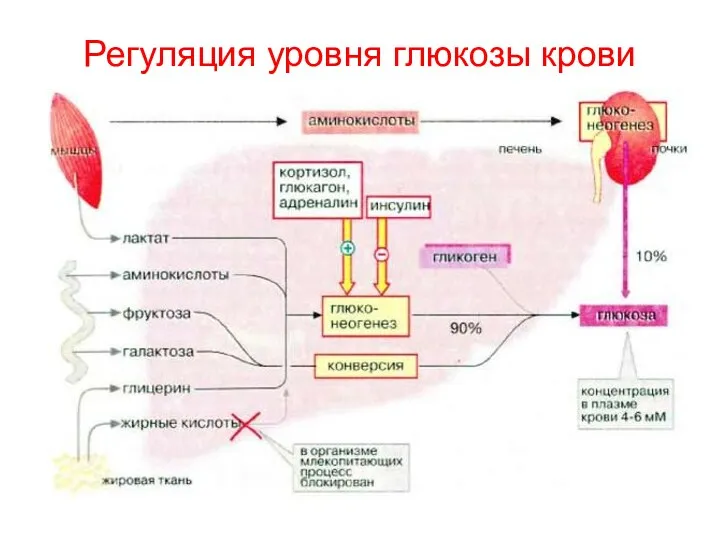 Регуляция уровня глюкозы крови