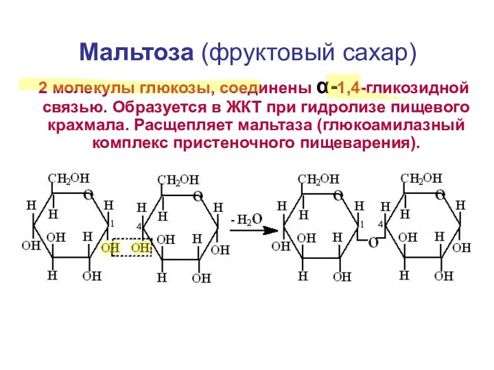 Мальтоза (фруктовый сахар) 2 молекулы глюкозы, соединены α-1,4-гликозидной связью. Образуется