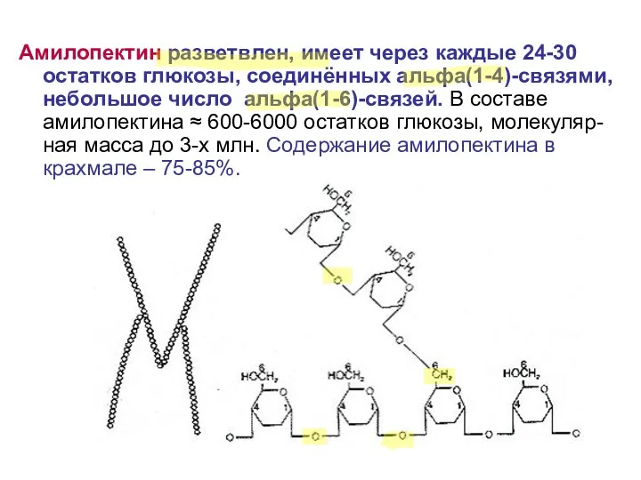 Амилопектин разветвлен, имеет через каждые 24-30 остатков глюкозы, соединённых альфа(1-4)-связями,