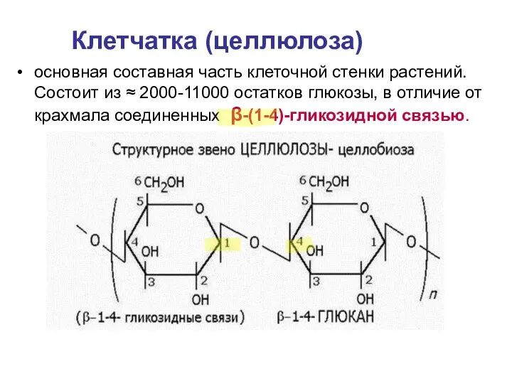 основная составная часть клеточной стенки растений. Состоит из ≈ 2000-11000 остатков глюкозы, в