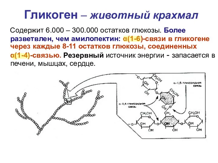 Гликоген – животный крахмал Содержит 6.000 – 300.000 остатков глюкозы.