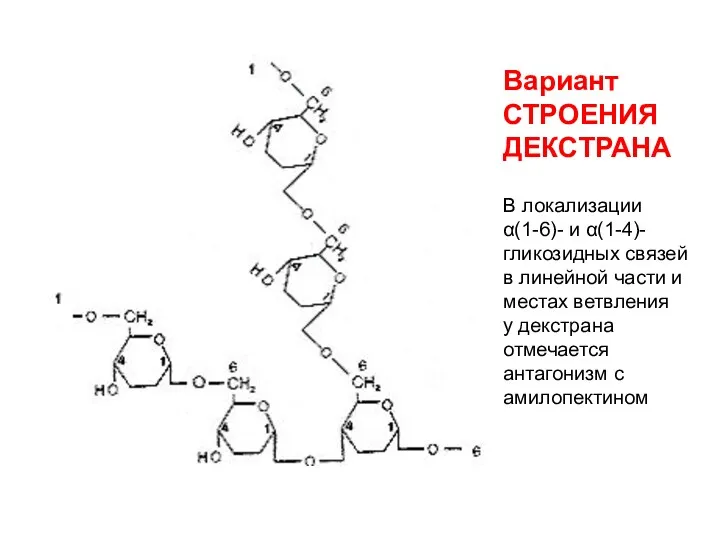 Вариант СТРОЕНИЯ ДЕКСТРАНА В локализации α(1-6)- и α(1-4)- гликозидных связей