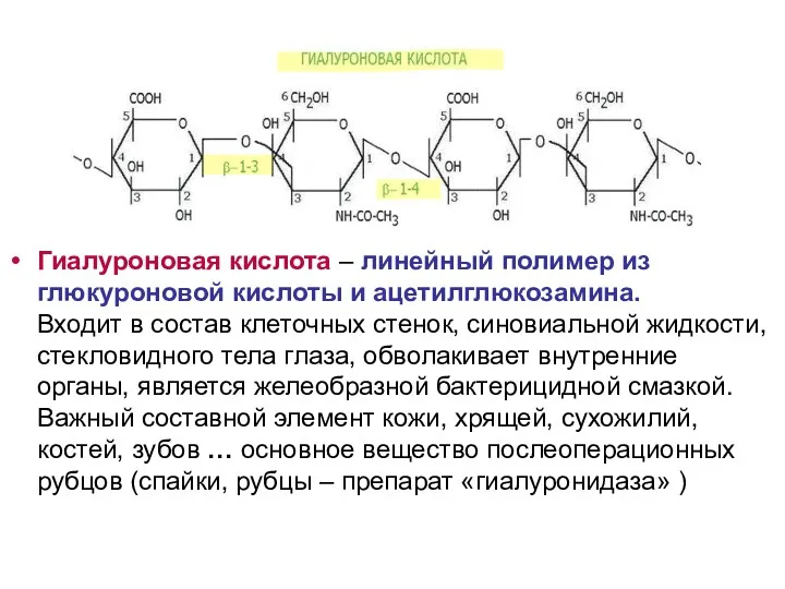 Гиалуроновая кислота – линейный полимер из глюкуроновой кислоты и ацетилглюкозамина. Входит в состав