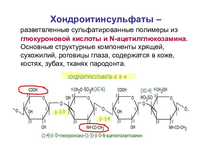 Хондроитинсульфаты – разветвленные сульфатированные полимеры из глюкуроновой кислоты и N-ацетилглюкозамина. Основные структурные компоненты