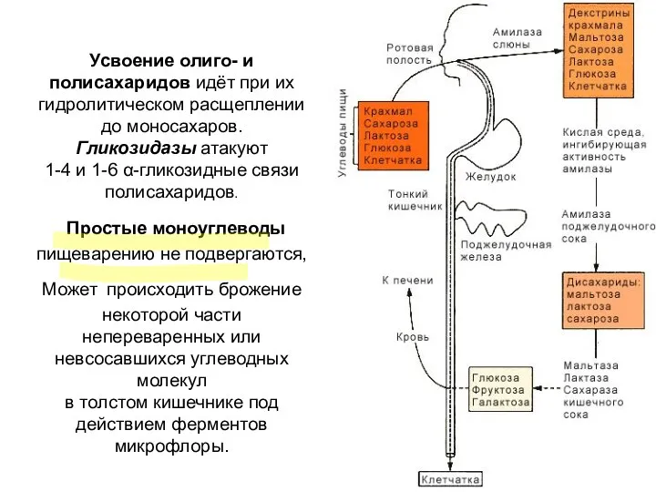 Усвоение олиго- и полисахаридов идёт при их гидролитическом расщеплении до моносахаров. Гликозидазы атакуют