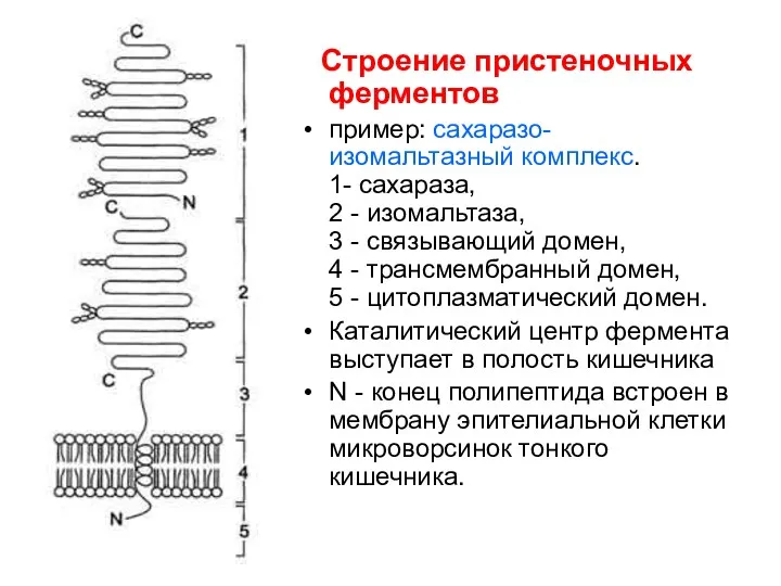 Строение пристеночных ферментов пример: сахаразо-изомальтазный комплекс. 1- сахараза, 2 - изомальтаза, 3 -