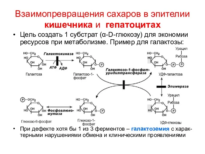 Взаимопревращения сахаров в эпителии кишечника и гепатоцитах Цель создать 1 субстрат (α-D-глюкозу) для