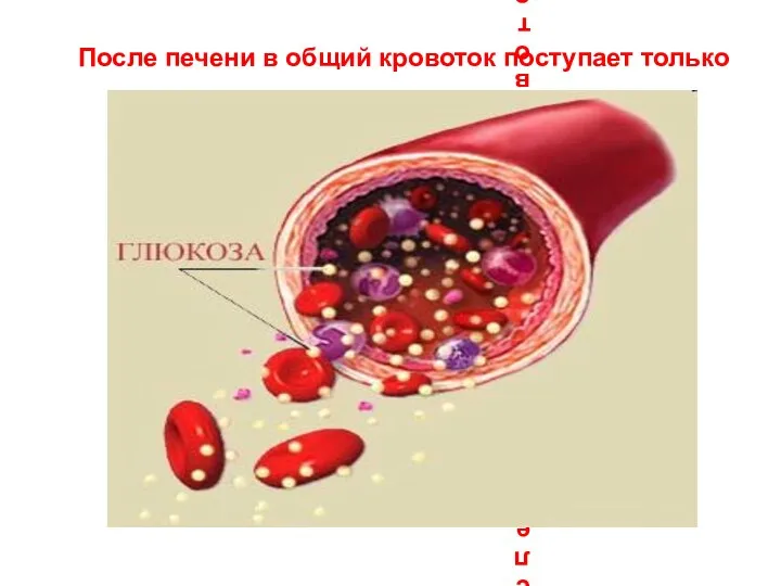 После печени в общий кровоток поступает только После печени в общий кровоток поступает только