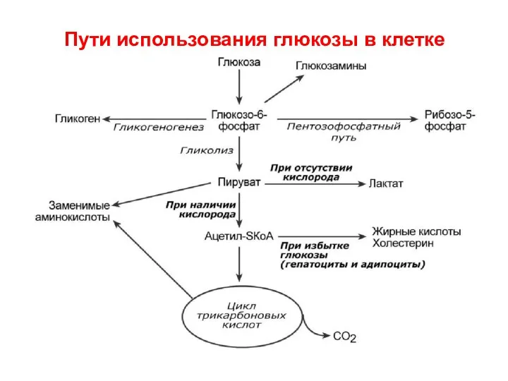 Пути использования глюкозы в клетке