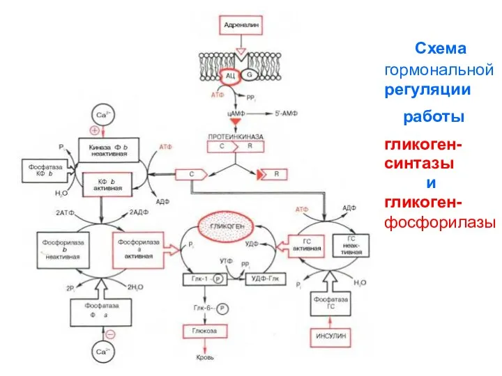 Схема гормональной регуляции работы гликоген- синтазы и гликоген- фосфорилазы