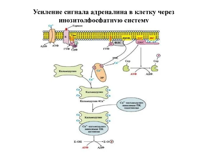 Усиление сигнала адреналина в клетку через инозитолфосфатную систему