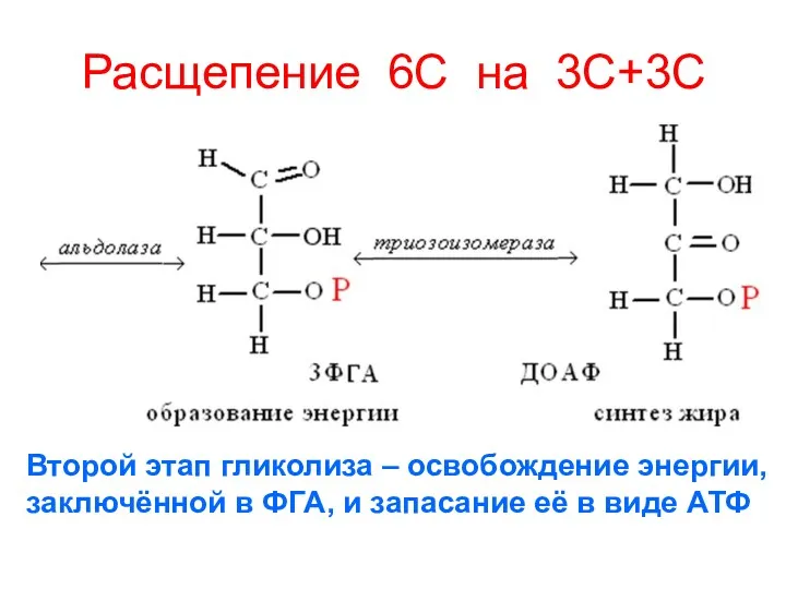 Расщепение 6С на 3С+3С Второй этап гликолиза – освобождение энергии,