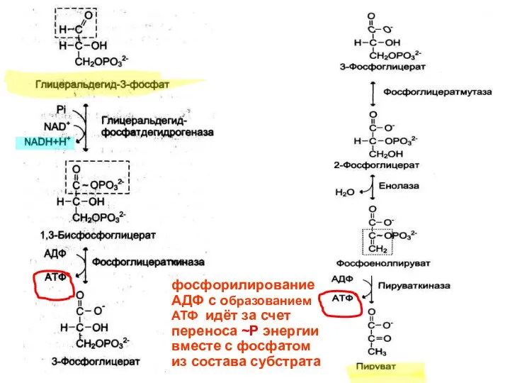 фосфорилирование АДФ с образованием АТФ идёт за счет переноса ~Р