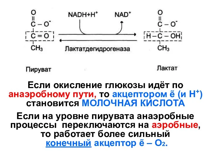 Если окисление глюкозы идёт по анаэробному пути, то акцептором ẽ (и Н+) становится