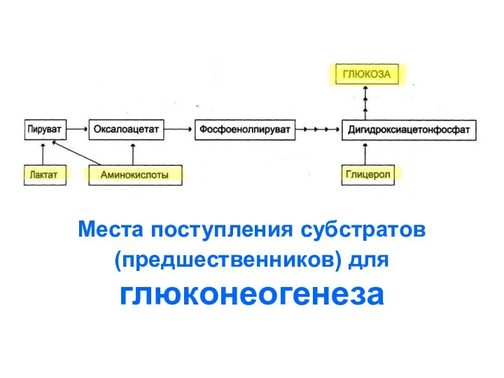 Места поступления субстратов (предшественников) для глюконеогенеза