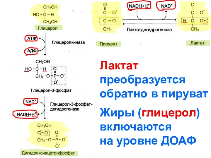 Лактат преобразуется обратно в пируват Жиры (глицерол) включаются на уровне ДОАФ