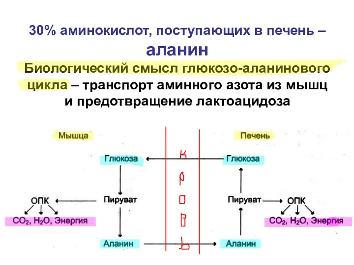 30% аминокислот, поступающих в печень – аланин Биологический смысл глюкозо-аланинового