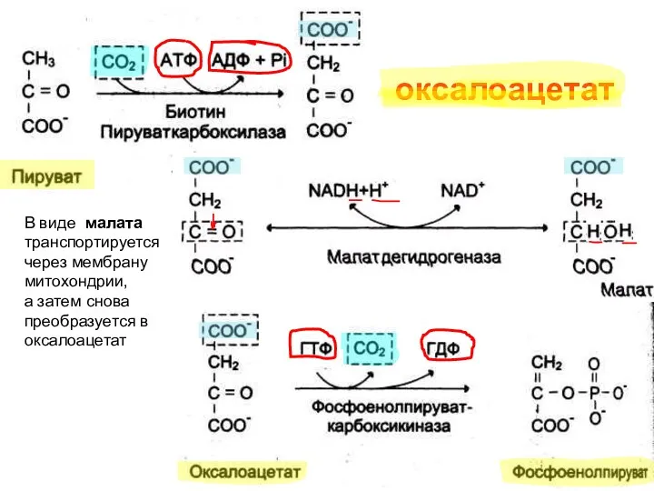 оксалоацетат В виде малата транспортируется через мембрану митохондрии, а затем снова преобразуется в оксалоацетат