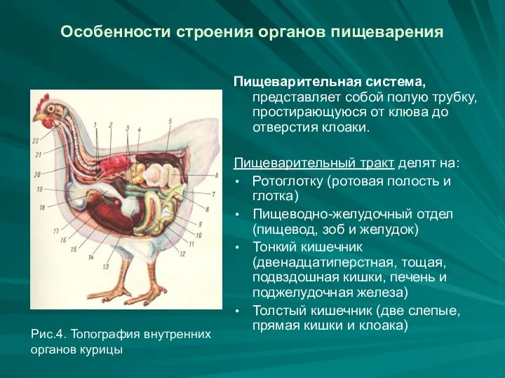 Особенности строения органов пищеварения Пищеварительная система, представляет собой полую трубку, простирающуюся от клюва