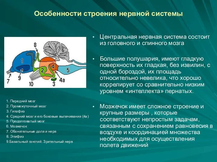 Особенности строения нервной системы 1. Передний мозг 2. Промежуточный мозг 3. Гипофиз 4.