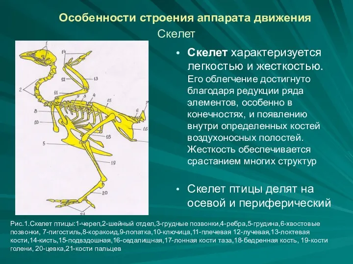 Особенности строения аппарата движения Скелет Скелет характеризуется легкостью и жесткостью. Его облегчение достигнуто