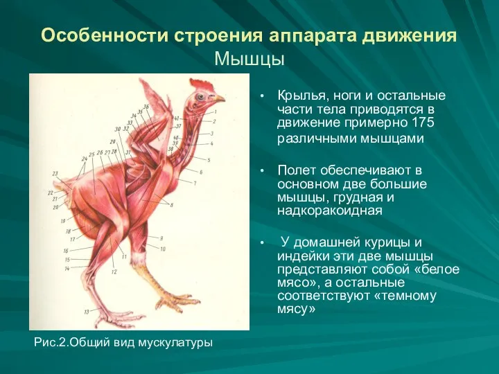 Особенности строения аппарата движения Мышцы Крылья, ноги и остальные части