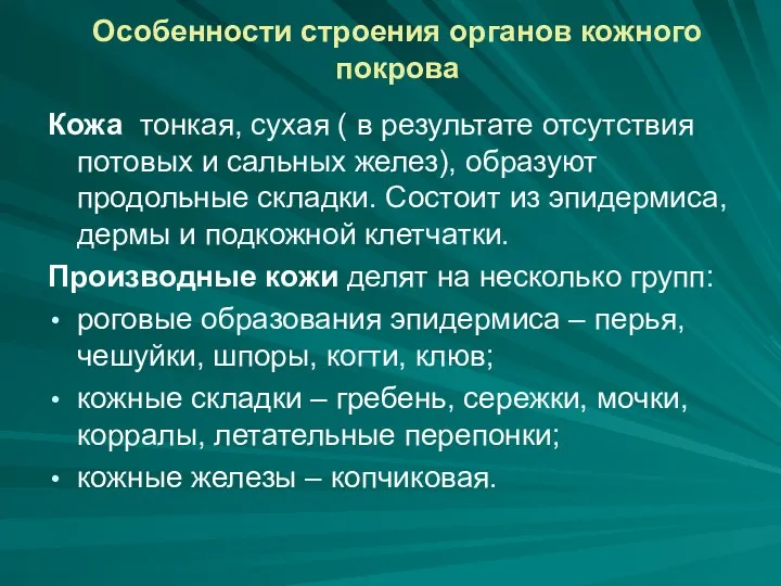 Особенности строения органов кожного покрова Кожа тонкая, сухая ( в результате отсутствия потовых