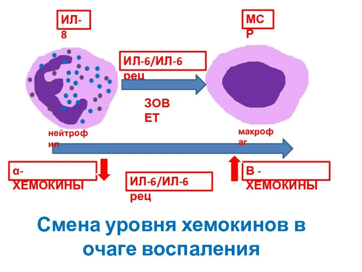 α- ХЕМОКИНЫ Β - ХЕМОКИНЫ ИЛ-6/ИЛ-6 рец МСР ИЛ-8 ЗОВЕТ