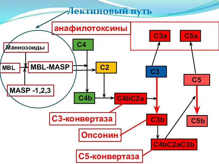 Лектиновый путь C3а C5-конвертаза C4bC2a Маннозоиды MBL C4 C4b C3