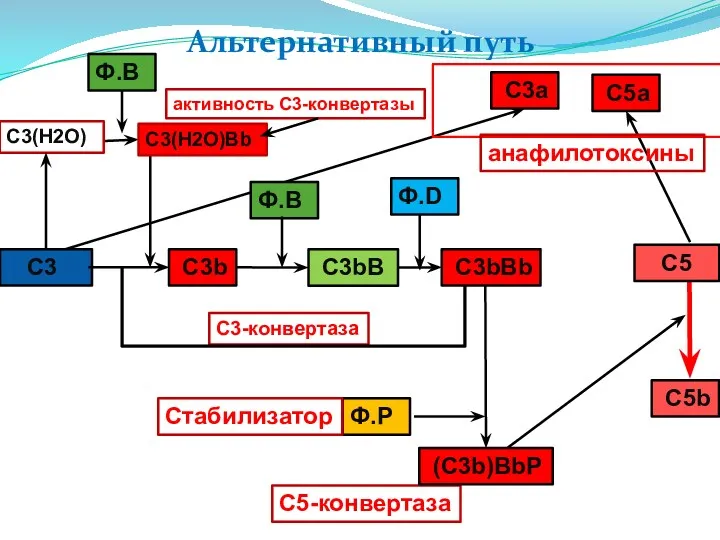 Альтернативный путь C3а C5-конвертаза С3(Н2О) C3bB C5а C5b активность C3-конвертазы